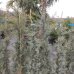 Cypruštek arizónsky (Cupressus arizonica) ´FASTIGIATA´ (-13°C) - výška 125-150cm, kont. C10L
